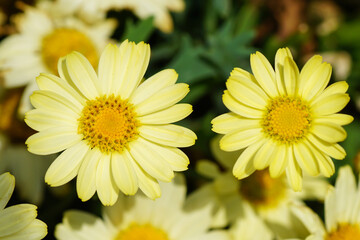 Obraz premium Blumen