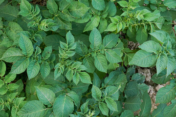 Top view of a young potato plant in the vegetable garden