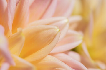 Blumen