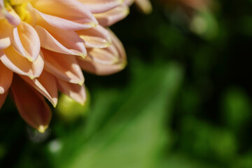Blumen