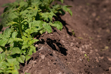 Fresh new potatoes grow in a bed in the garden on the farm. Gardening. A greeting card or banner for a sale for the spring festival or autumn harvest.