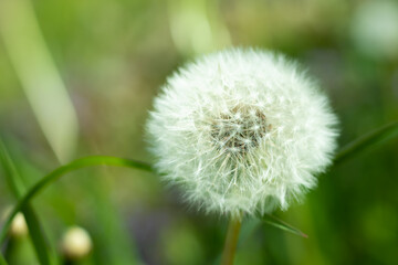 dandelion