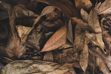 Fototapeta dry leaves used to compost obraz