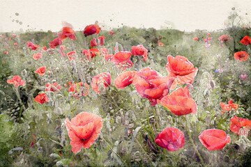 Field of red poppies. Aquarelle, watercolor illustration.