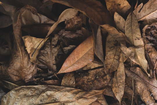 dry leaves used to compost