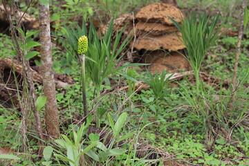 termite house on the grass