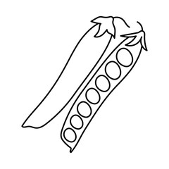 Pea. Vegetable sketch. Thin simple outline icon. Black contour line vector. Doodle hand drawn illustration