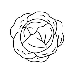 White cabbage. Vegetable sketch. Thin simple outline icon. Black contour line vector. Doodle hand drawn illustration