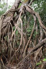 roots of tropical tree