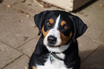 beautiful tricolored appenzeller dog portrait