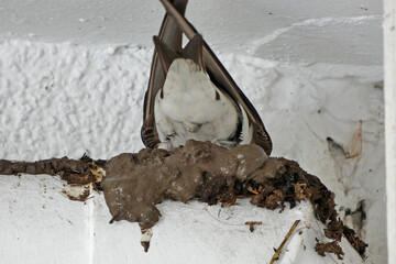 house martin builds clumps of clay, no crap