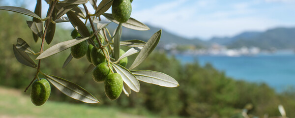 Olive tree against blue sea and sky, Shodoshima Island in Kagawa,...