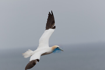Ein fliegender Basstölpel auf Helgoland trägt ein blaues Plastiknetz in seinem Schnabel.