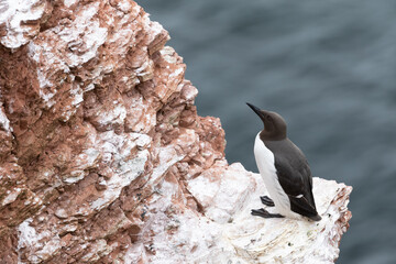 Trottellumme sitzt auf einem roten Felsen auf Helgoland.