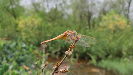 dragonfly on the grass