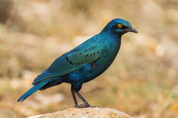 Greater Blue-eared Glossy-starling - Lamprotornis chalybaeus, beautiful blue perching bird from...