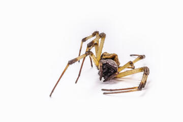 closeup of large dead spider on isolated white background, concept of arachnophobia, arachnid...