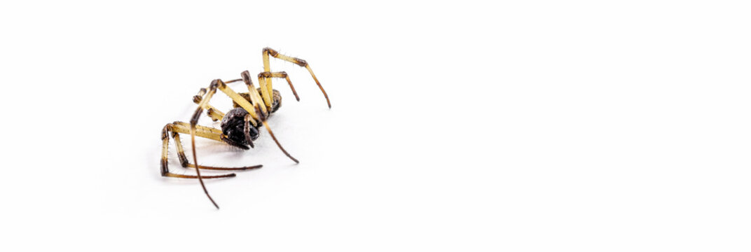 Closeup Of Large Dead Spider On Isolated White Background, Arachnophobia Concept, Dead Arachnid.