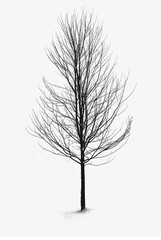 Obraz premium tree without leaves on a white background, used for advertising