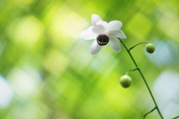 森の妖精レンゲショウマと背景が四角いボケ