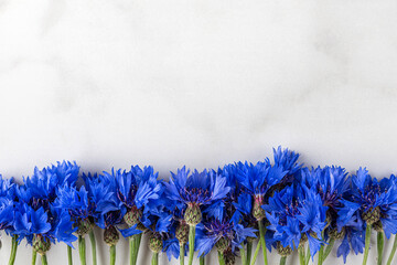 Blue cornflowers. Summer wildflowers on white marble background. top view with copy space. flat lay