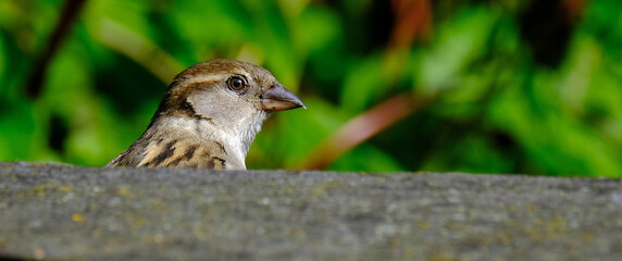 The house sparrow is a bird of the sparrow family Passeridae, found in most parts of the world. It is a small bird that has a typical length of 16 cm and a mass of 24–39.5 g.