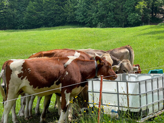 Camping und Wandern in der Schweiz