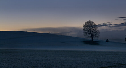 Abendliche Blaue Stunde am Auerberg - Baum im kalten Nebel