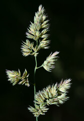 Grass  Bloom