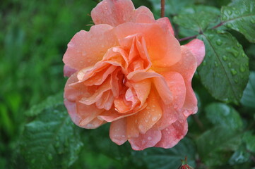 Wet Peach Rose. A peach colored rose that is still wet with rain drops