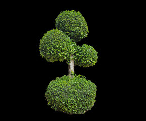 Doll shaped tree, isolated shaped tree with clipping paths on black background.