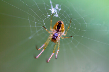 Spider in web - HDR