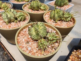 Euphorbia Meloformis Variegata is a cactus, succulent plant, spherical, with green and white stripes on the spines, with spikes. Likes sunlight.