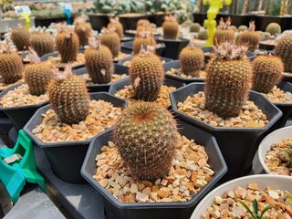 Frailea Mammifera is a succulent cactus, cylindrical, short, with golden spikes around the stem.