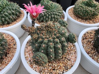 Gymnocalycium Baldianum is a spherical cactus. dark green or sometimes brown There are thorns that...
