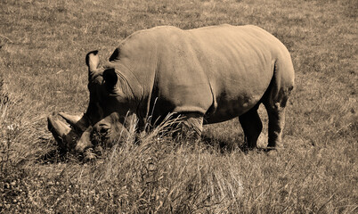 The white rhinoceros or square-lipped rhinoceros is the largest extant species of rhinoceros.  It has a wide mouth used for grazing and is the most social of all rhino species © Daniel Meunier