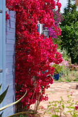 Red bougainvillea in bloom, against a wall on the French Riviera. Red bracts and .blue Provencal shutters