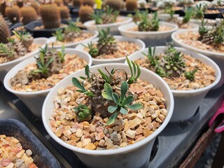 Euphorbia Japonica is native to South Africa. Young branches that grow from the root system, grow slowly, prefer a lot of water in summer. The tip becomes a solid brown stalk.