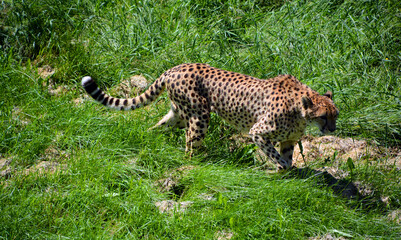Cheetah is a large-sized feline inhabiting most of Africa and part of the Middle East.The cheetah is the only extant member of the genus Acinonyx,most notable for modifications in the species paws © Daniel Meunier