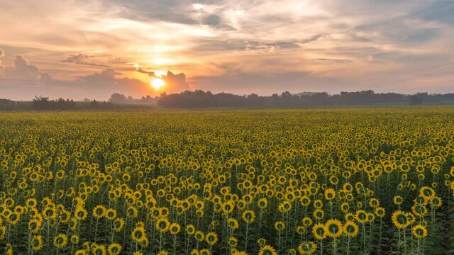 Summer Sunflower field sunrise timelapse, 4K time lapse