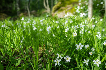Obraz premium Gorgeous small flowers bloom in the green grass against the backdrop of the forest.