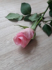 Close up of pink rose on wooden surface