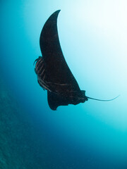 Black Reef manta ray with remoras (Noumea, New Caledonia)