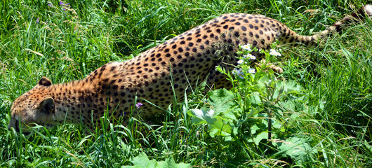 Cheetah is a large-sized feline inhabiting most of Africa and part of the Middle East.The cheetah is the only extant member of the genus Acinonyx,most notable for modifications in the species paws © Daniel Meunier