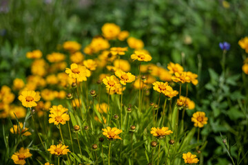 yellow flowers in the garden