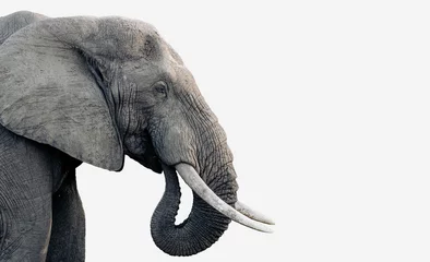 Foto op Canvas Elephant in profile on a white background in the Kruger National Park  © Sheldrickfalls