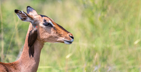 Impala in profile with a red billed oxpecker in the kruger national park south africa 