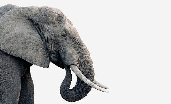 Elephant in profile on a white background in the Kruger National Park 