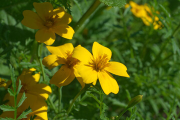 Blooming yellow blossoms of Goldmarie flower in natural habitat, also known as Bidens ferulifolia and Bidens Goldilocks