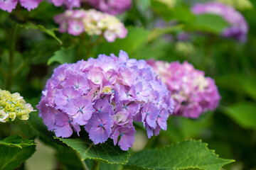 紫系の紫陽花の花（アップ）